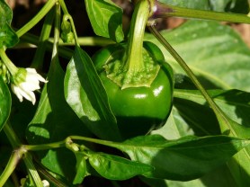 bell-pepper-plant-61726_1920 (4)