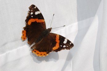 butterfly-1358845_1920